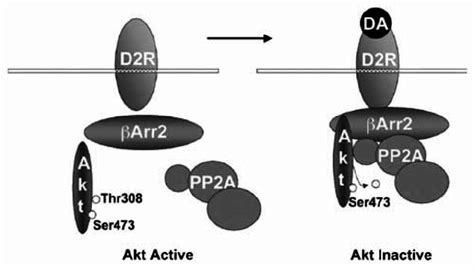 Working Model Of The Akt β Arrestin 2 β Arr2protein Phosphatase