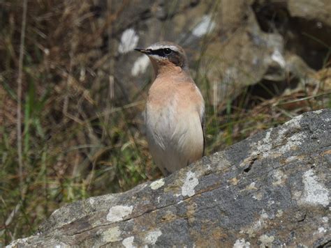 Wheatear Sandy Sutherland Flickr