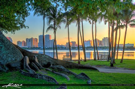 West Palm Beach Skyline With Kapok Tree Roots Royal Stock Photo