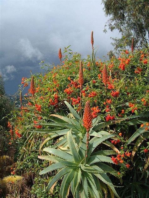 PlantFiles Pictures Aloe Species Torch Aloe Tree Aloe Mountain Bush