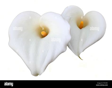 Cala Lily Isolated Hi Res Stock Photography And Images Alamy