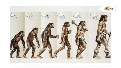 human ancestor tails