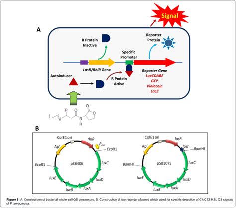 Quorum Sensing In Bacteria And A Glance On Pseudomonas Aeruginosa