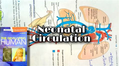 Changes In Fetal Circulation After Birth Complete And Easy Explanation