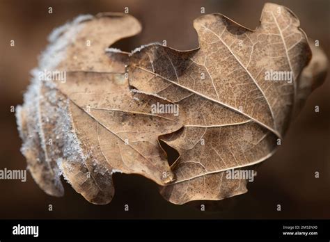 Close Up Of Two Dry Oak Leaves In Winter Covered In Frost Both