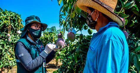 Casma Exportaron M S De Mil Toneladas De Mango