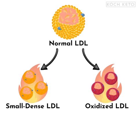 Keto Diet And Cholesterol Everything You Need To Know Koch Keto