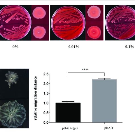 | Congo red staining and biofilm formation assays. (A,B) Congo red... | Download Scientific Diagram