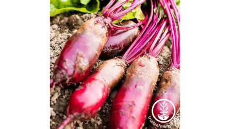 Beet Seeds To Grow On Your Farm And Sell