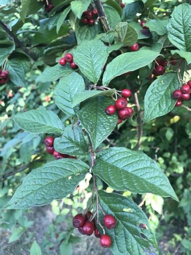 Hollyberry Cotoneaster Cotoneaster Bullatus · Inaturalist Nz