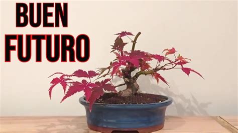 Un Buen Proyecto De Bonsai Arce Palmatum Yamamomiji YouTube