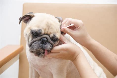 How Do You Clean Pugs Ears