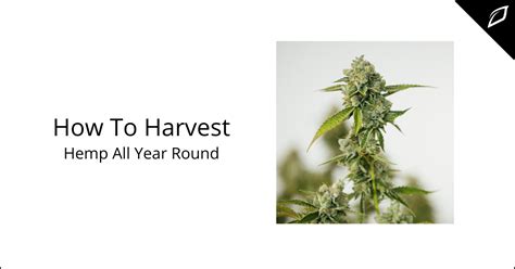 How To Harvest Hemp All Year Round