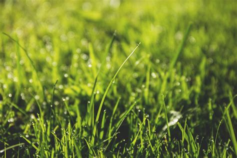 Kostenlose Foto Wasser Natur Gras Tau Verwischen Feld Rasen