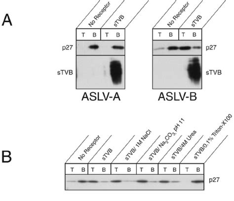 Receptor Activated ASLV B Associates With Liposomes Through A