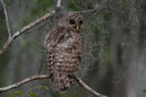 Best Hikes and Trails in Bayou Teche National Wildlife Refuge | AllTrails