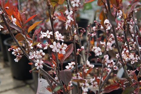 Purple Leaf Plum Sand Cherry • Kiwi Nurseries Ltd