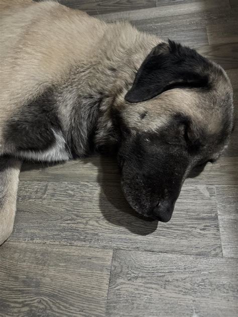 Spokane Area LOST and FOUND Pets | ****FOUND*** ️ ️ ️LOST ANATOLIAN
