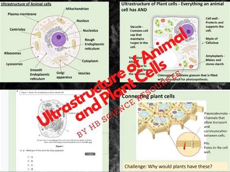 Cell Ultrastructure Teaching Resources