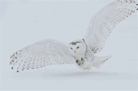 Snowy Owl Prey Drive - Cool Wildlife