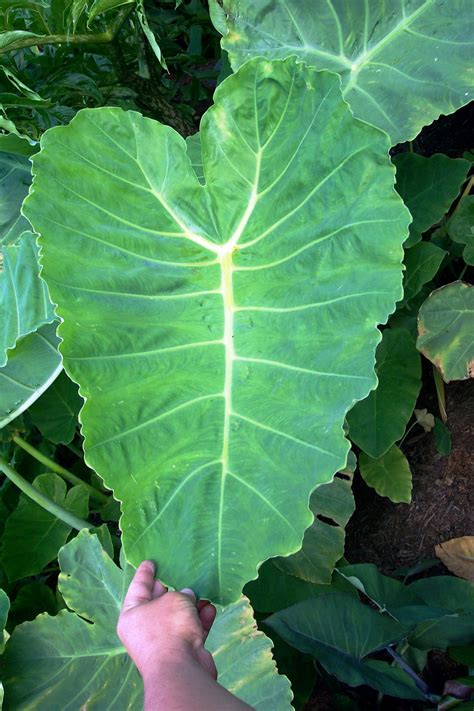 Colocasia Gigantea Common Form Brians Botanicals