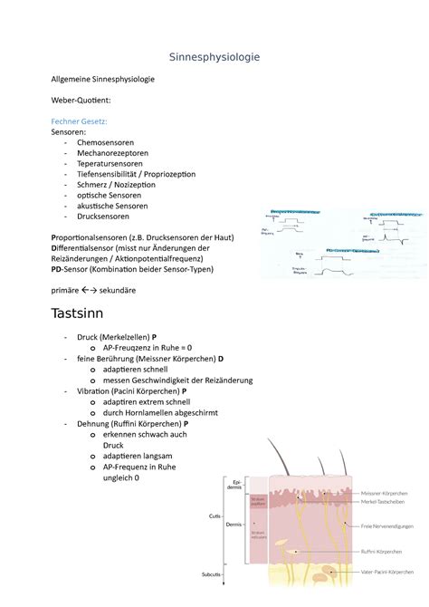 Sinnesphysiologie Sinnesphysiologie Allgemeine Sinnesphysiologie