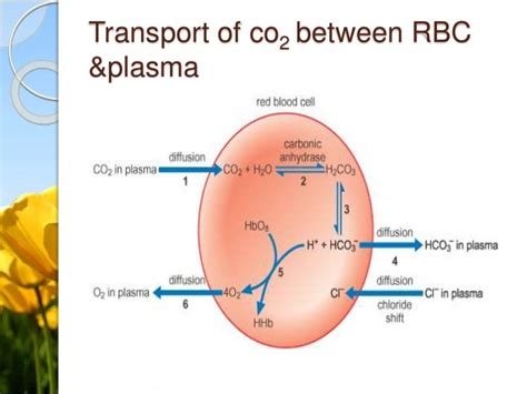 Biological Buffer