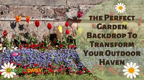 discover  perfect garden backdrop  transform  outdoor haven