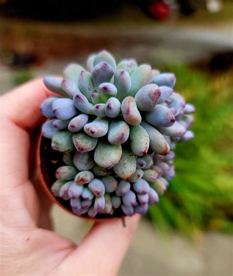 Graptopetalum Pachyphyllum Blue Bean Succulent Plant Etsy