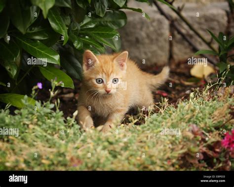 Domestic Cat House Cat Felis Silvestris F Catus Red Tabby Kitten