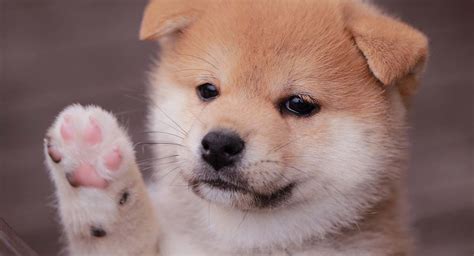 Mini Shiba Inu - The Tiny Version Of the Adorable Spitz Dog