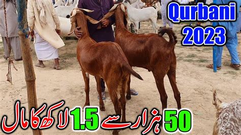 Wednesday Update Bakra Mandi Sahiwal Desi Bakre Desi Chatre