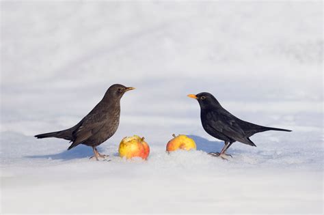 Blackbirds Facts About Male And Female Blackbirds