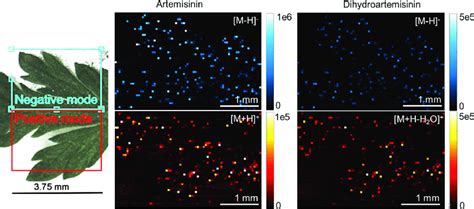 Ir Maldesi Ion Abundance Maps Generated From An Upper Leaf Ir Maldesi Download Scientific