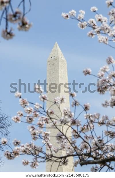 Washington Monument Cherry Blossoms Stock Photo 2143680175 Shutterstock