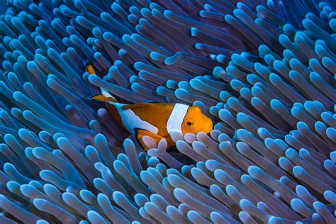 Great Barrier Reef Zu Besuch Bei Nemo Bucketmap