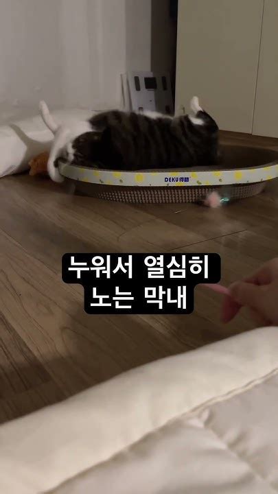 집사랑 놀아주는 고양이들 Cat 고양이 애교냥 귀여운 귀찮아 Youtube