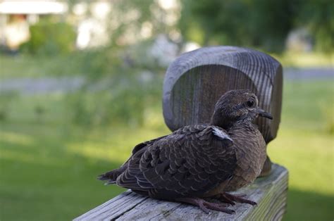 What Do Baby Doves Eat - Feeding Nature