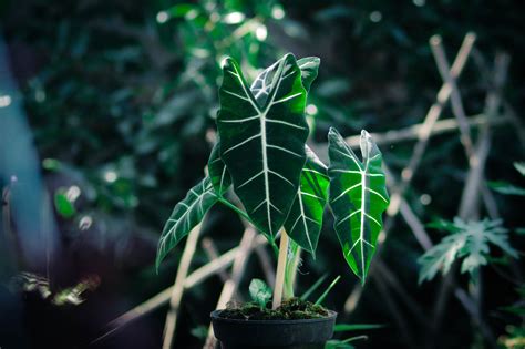 Superbes Vari T S D Alocasia Avec Noms Et Photos The Florist Guide