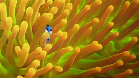 Finding Dory Wallpapers | Movie HD Wallpapers