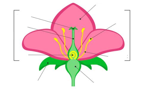 Anatomy of a Flower Diagram | Quizlet