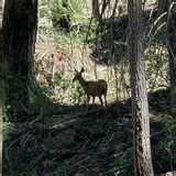 June Lake Loop Trail - California | AllTrails