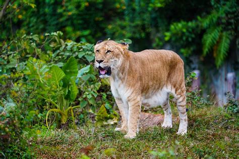 Discover The Heaviest Cat Of All Time That Weighs More Than A Grand