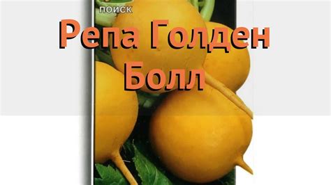 Репа обыкновенный Голден Болл (golden boll) 🌿 Голден Болл обзор: как ...