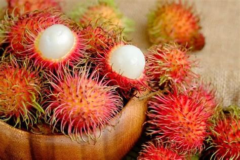 Pohon Rambutan Ciri Jenis Manfaat Cara Merawat Habitat