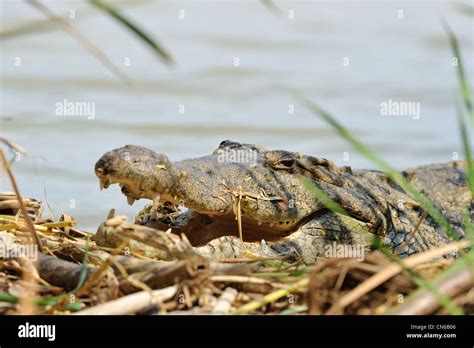 Nile Crocodile Common Crocodile Crocodylus Niloticus Sunbathing