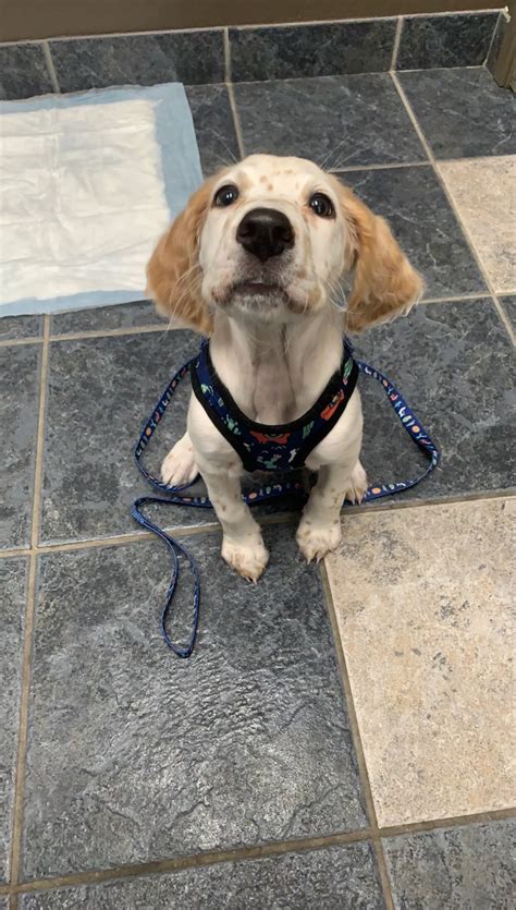 Feature your pet on our website! with a Submit button | Reno, NV