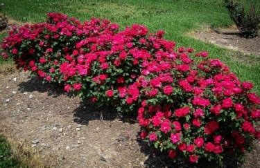 Double Knockout Roses - The Most Popular Rose | The Tree Center™