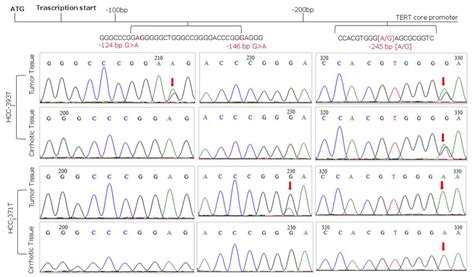 Representative Sequence Electropherograms Of Hot Spot Mutations At 124