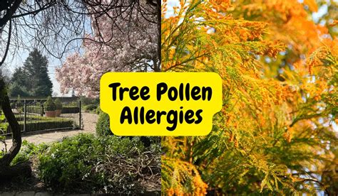 Tree Pollen Allergy Private Allergy Testing In Bournemouth Holistic Allergy